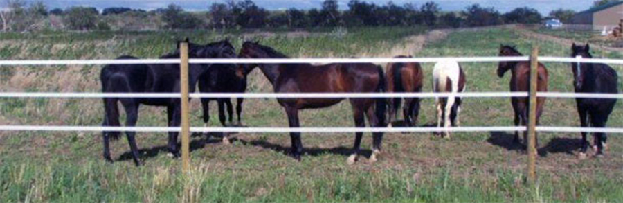 Cavalli in recinzione